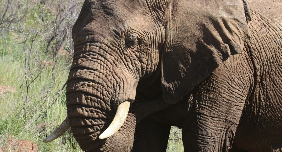 Kruger NP olifanten Zuid Afrika groepsrondreis 2